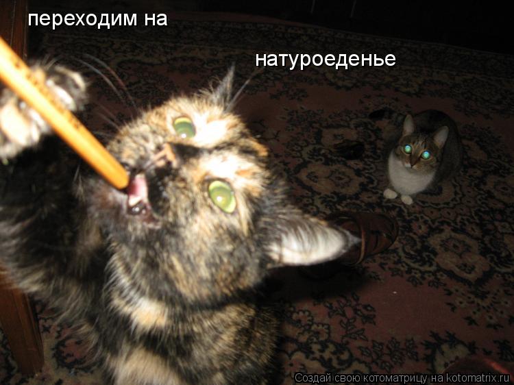 переходим на натуроеденье... Котоматрица: переходим на натуроеденье
