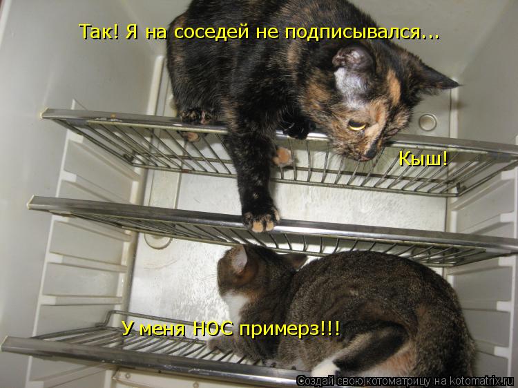 Так! Я на соседей не подписывался... Кыш! У меня НОС примерз!!!... Котоматрица: Так! Я на соседей не подписывался... Кыш! У меня НОС примерз!!!