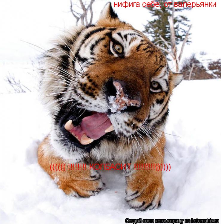 нифига себе, от валерианки нифига себе, от валерьянки (((((( !!!!!!!! КОЛБАСИТ !!!!!!!!!)))))) ... Котоматрица: нифига себе, от валерианки нифига себе, от валерьянки (((((( !!!!!!!! КОЛБАСИТ !!!!!!!!!))))))
