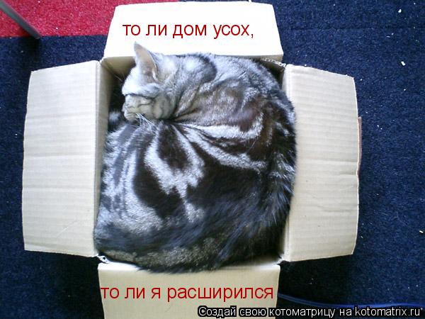 то ли дом усох, то ли я расширился... Котоматрица: то ли дом усох, то ли я расширился