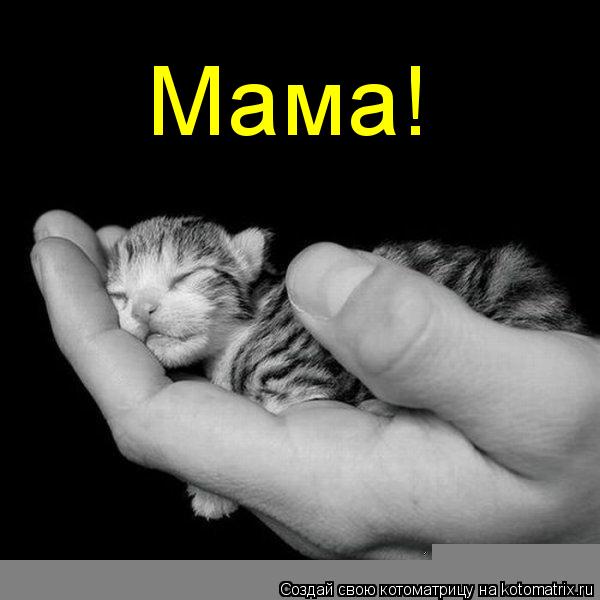 Мама!... Котоматрица: Мама!