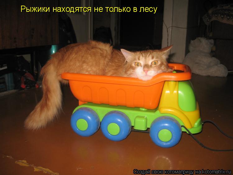 Рыжики находятся не только в лесу... Котоматрица: Рыжики находятся не только в лесу