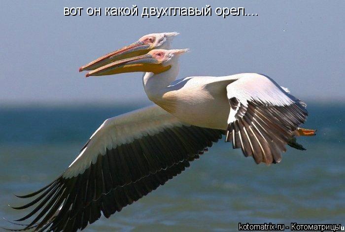 вот он какой двухглавый орел....... Котоматрица: вот он какой двухглавый орел....
