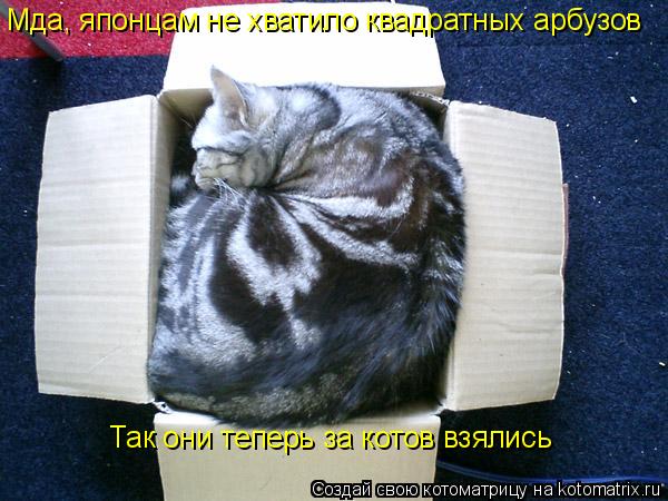 Мда, японцам не хватило квадратных арбузов Так они теперь за котов взялись... Котоматрица: Мда, японцам не хватило квадратных арбузов Так они теперь за котов взялись