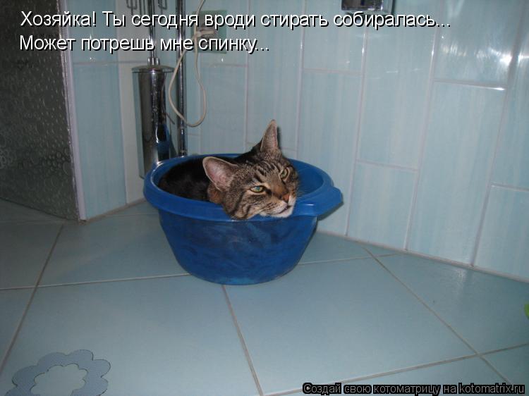Хозяйка! Ты сегодня вроди стирать собиралась... Может потрешь мне спинку...... Котоматрица: Хозяйка! Ты сегодня вроди стирать собиралась... Может потрешь мне спинку...