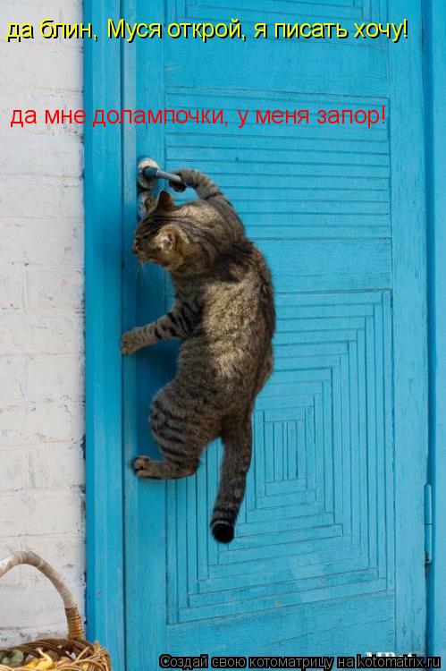 да блин, Муся открой, я писать хочу! да мне долампочки, у меня запор!... Котоматрица: да блин, Муся открой, я писать хочу! да мне долампочки, у меня запор!