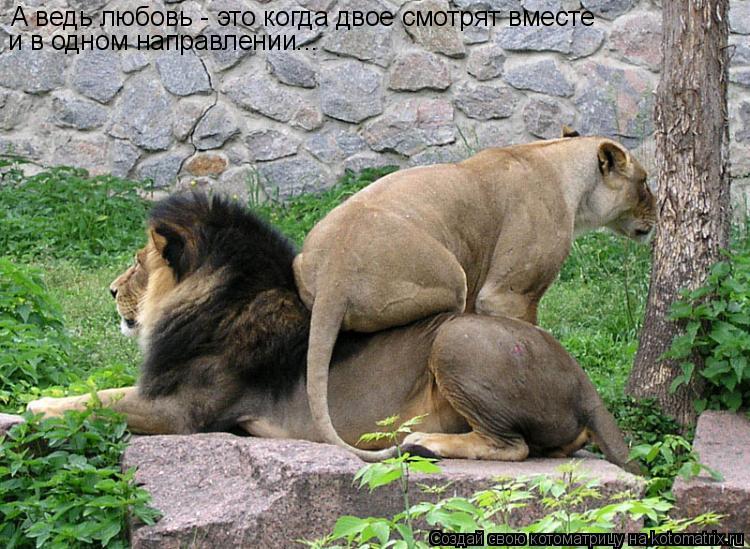 А ведь любовь - это когда двое смотрят вместе и в одном направлении...... Котоматрица: А ведь любовь - это когда двое смотрят вместе и в одном направлении...