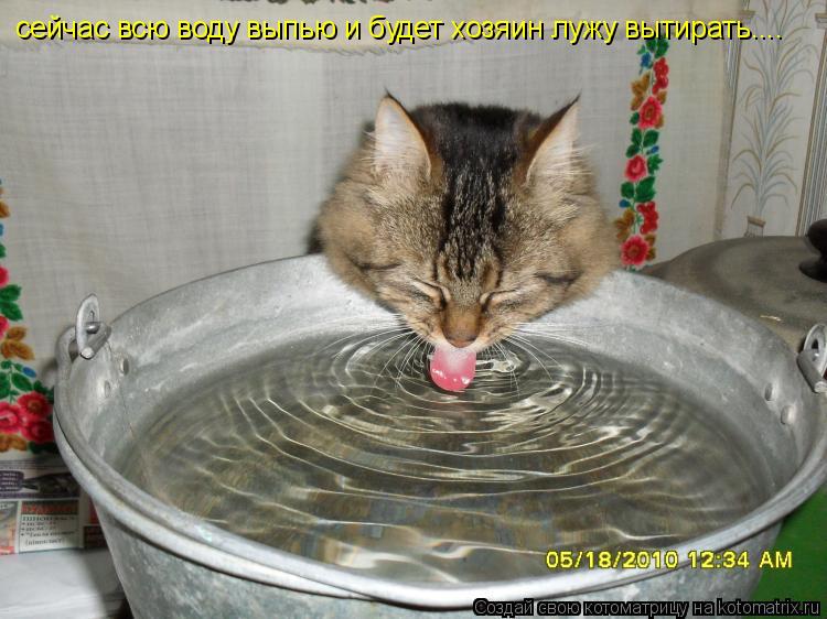 сейчас всю воду выпью и будет хозяин лужу вытирать....... Котоматрица: сейчас всю воду выпью и будет хозяин лужу вытирать....