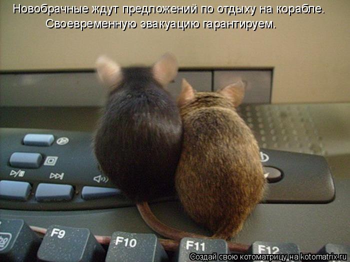 Новобрачные ждут предложений по отдыху на корабле. Своевременную эвакуацию гарантируем.... Котоматрица: Новобрачные ждут предложений по отдыху на корабле. Своевременную эвакуацию гарантируем.