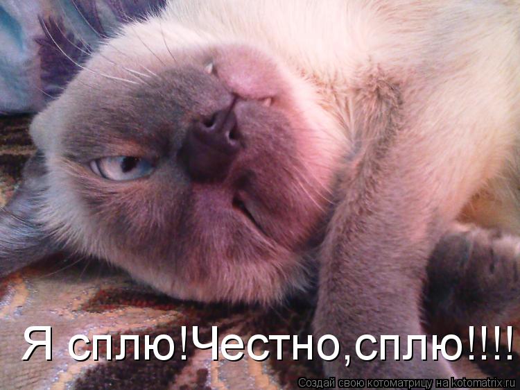Я сплю!Честно,сплю!!!!!... Котоматрица: Я сплю!Честно,сплю!!!!!