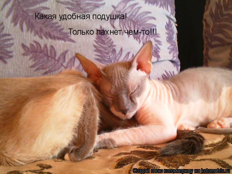 Какая удобная подушка! Только пахнет чем-то!!!... Котоматрица: Какая удобная подушка! Только пахнет чем-то!!!
