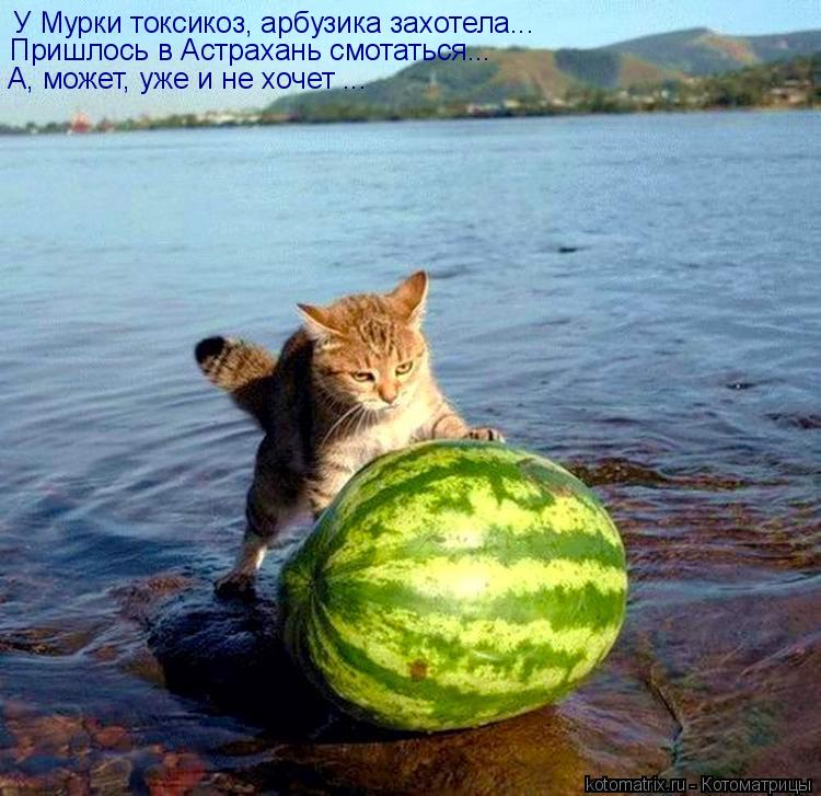 У Мурки токсикоз, арбузика захотела... Пришлось в Астрахань смотаться... А, может, уже и не хочет ...... Котоматрица: У Мурки токсикоз, арбузика захотела... Пришлось в Астрахань смотаться... А, может, уже и не хочет ...