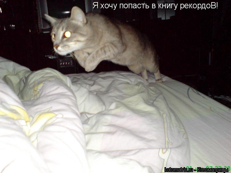 Я хочу попасть в книгу рекордоВ!... Котоматрица: Я хочу попасть в книгу рекордоВ!