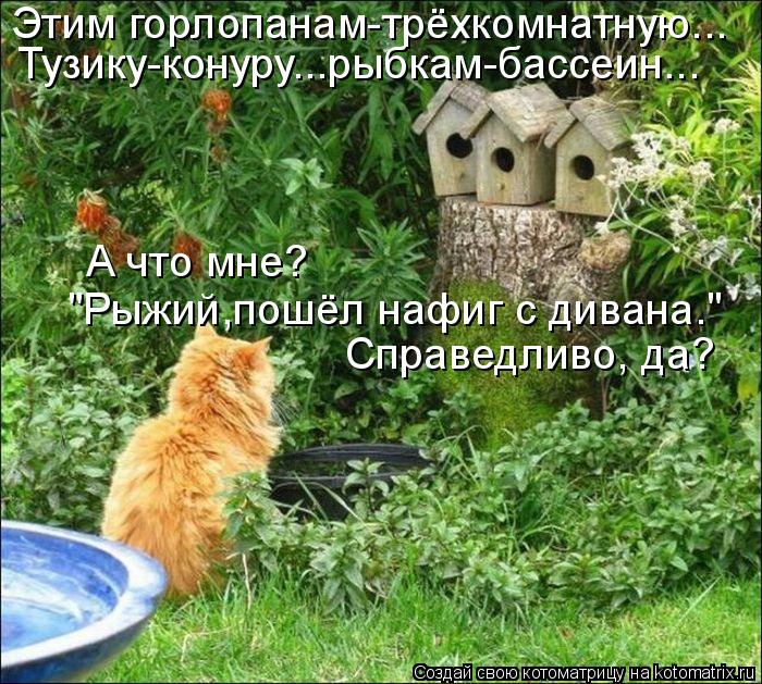 Котоматрица: "Рыжий,пошёл нафиг с дивана." Справедливо, да? А что мне? Этим горлопанам-трёхкомнатную... Тузику-конуру...рыбкам-бассеин...