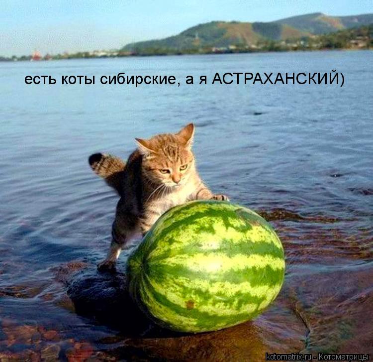 есть коты сибирские, а я АСТРАХАНСКИЙ)... Котоматрица: есть коты сибирские, а я АСТРАХАНСКИЙ)