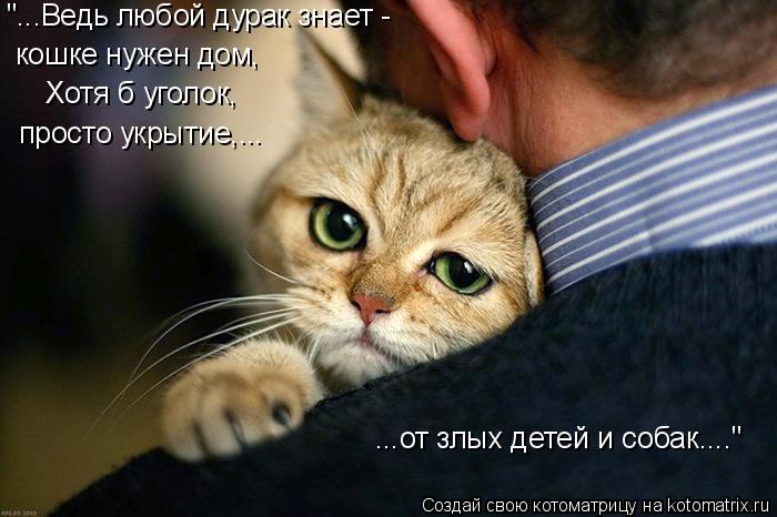 "...Ведь любой дурак знает - кошке нужен дом, Хотя б уголок, просто укрытие,... ...от злых детей и со... Котоматрица: "...Ведь любой дурак знает - кошке нужен дом, Хотя б уголок, просто укрытие,... ...от злых детей и собак...."