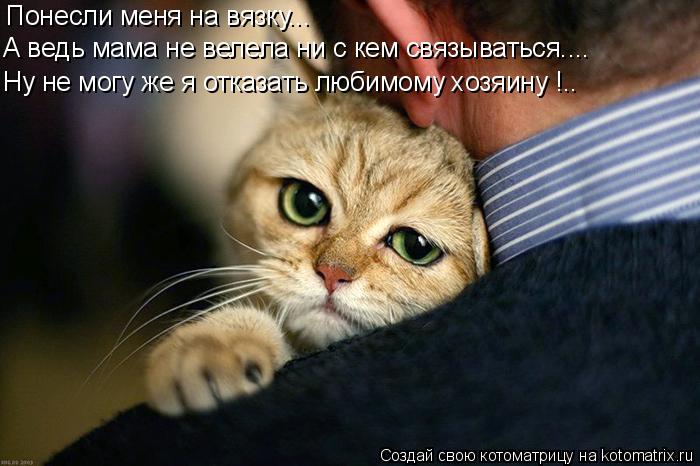 Понесли меня на вязку... А ведь мама не велела ни с кем связываться.... Ну не могу же я отказать люби... Котоматрица: Понесли меня на вязку... А ведь мама не велела ни с кем связываться.... Ну не могу же я отказать любимому хозяину !..