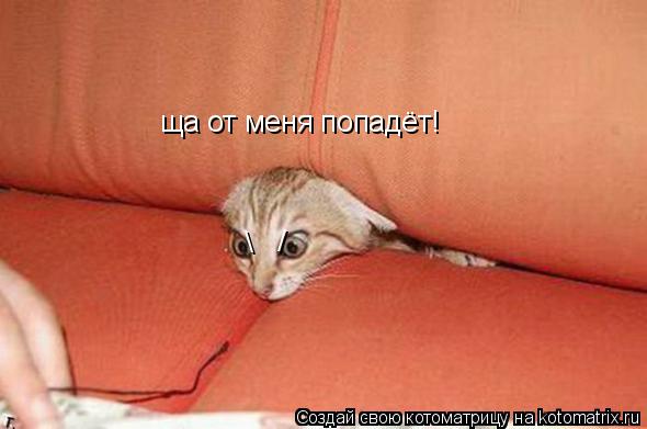 / ща от меня попадёт!... Котоматрица: / ща от меня попадёт!
