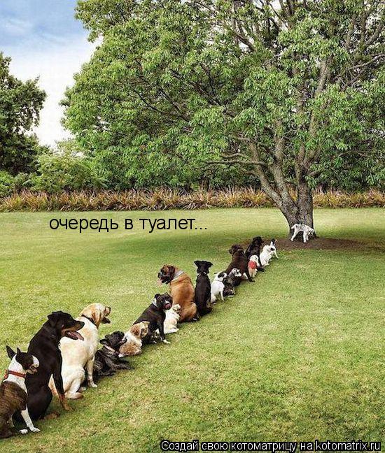 очередь в туалет...... Котоматрица: очередь в туалет...