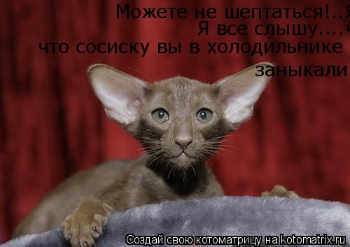 Можете не шептаться!..Я все слышу....что сосиску вы в холодильнике заныкали Я все слышу....что сосиск... Котоматрица: Можете не шептаться!..Я все слышу....что сосиску вы в холодильнике заныкали Я все слышу....что сосиску вы в холодильнике заныкали что сосиску в