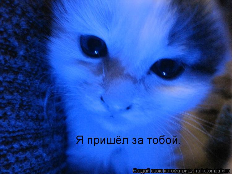 Я пришёл за тобой.... Котоматрица: Я пришёл за тобой.