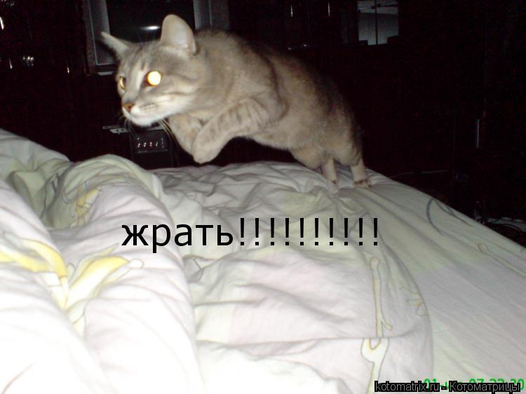 жрать!!!!!!!!!!... Котоматрица: жрать!!!!!!!!!!