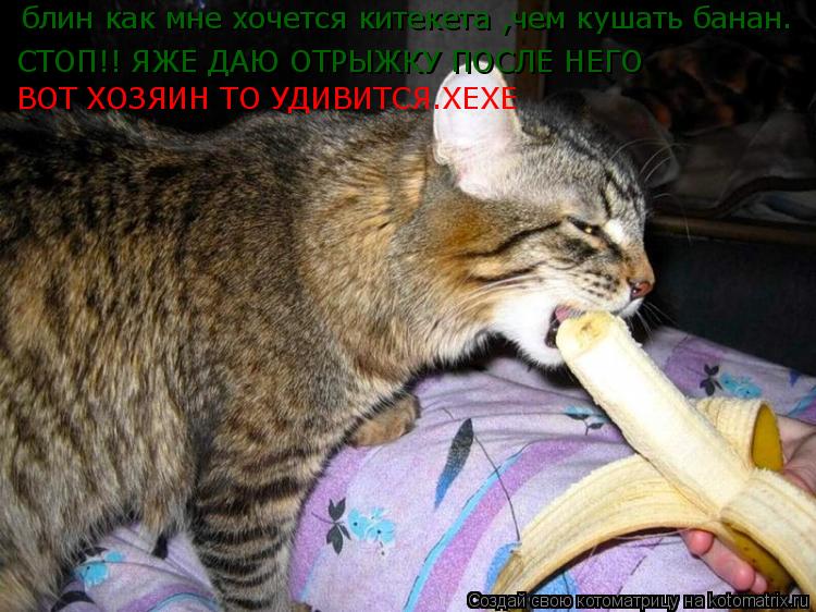 блин как мне хочется китекета ,чем кушать банан. СТОП!! ЯЖЕ ДАЮ ОТРЫЖКУ ПОСЛЕ НЕГО ВОТ ХОЗЯИН ТО УДИВ... Котоматрица: блин как мне хочется китекета ,чем кушать банан. СТОП!! ЯЖЕ ДАЮ ОТРЫЖКУ ПОСЛЕ НЕГО ВОТ ХОЗЯИН ТО УДИВИТСЯ.ХЕХЕ