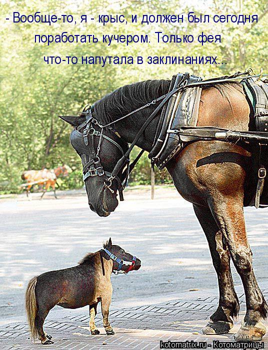 - Вообще-то, я - крыс, и должен был сегодня поработать кучером. Только фея что-то напутала в заклинан... Котоматрица: - Вообще-то, я - крыс, и должен был сегодня поработать кучером. Только фея что-то напутала в заклинаниях...