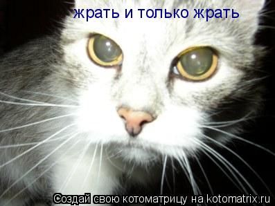 жрать и только жрать... Котоматрица: жрать и только жрать