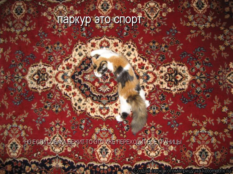 паркур это спорт НО ЕСЛИ СОБАКА БЕЖИТ ТО ЭТО УЖЕ ПЕРЕХОДИТ ВСЕ ГРАНИЦЫ... Котоматрица: паркур это спорт НО ЕСЛИ СОБАКА БЕЖИТ ТО ЭТО УЖЕ ПЕРЕХОДИТ ВСЕ ГРАНИЦЫ
