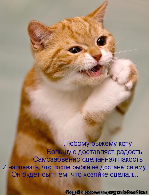 Любому рыжему коту Большую доставляет радость Самозабвенно сделанная пакость И наплевать, что после р... Котоматрица: Любому рыжему коту Большую доставляет радость Самозабвенно сделанная пакость И наплевать, что после рыбки не достанется ему! Он будет сыт