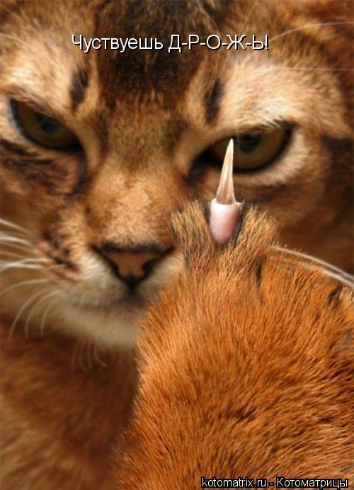 Чуствуешь Д-Р-О-Ж-Ь!... Котоматрица: Чуствуешь Д-Р-О-Ж-Ь!