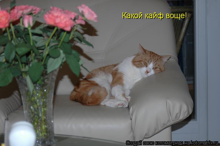 Какой кайф воще!... Котоматрица: Какой кайф воще!