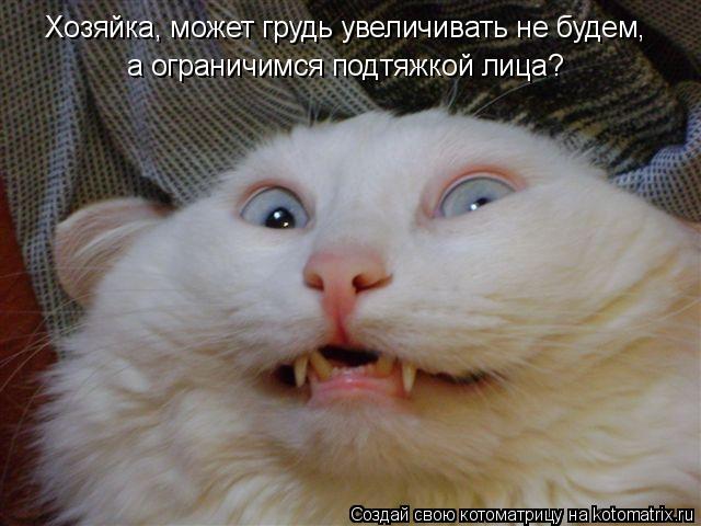 Хозяйка, может грудь увеличивать не будем, а ограничимся подтяжкой лица?... Котоматрица: Хозяйка, может грудь увеличивать не будем, а ограничимся подтяжкой лица?