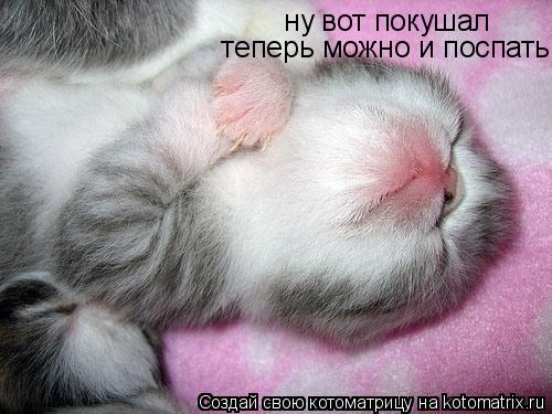 ну вот покушал теперь можно и поспать... Котоматрица: ну вот покушал теперь можно и поспать