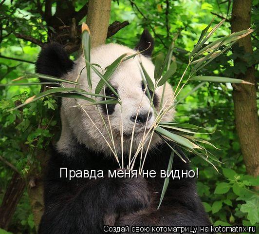 Правда меня не видно!... Котоматрица: Правда меня не видно!