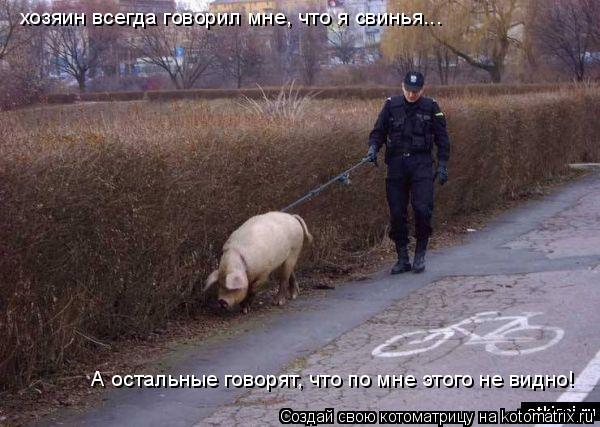 хозяин всегда говорил мне, что я свинья... А остальные говорят, что по мне этого не видно!... Котоматрица: хозяин всегда говорил мне, что я свинья... А остальные говорят, что по мне этого не видно!