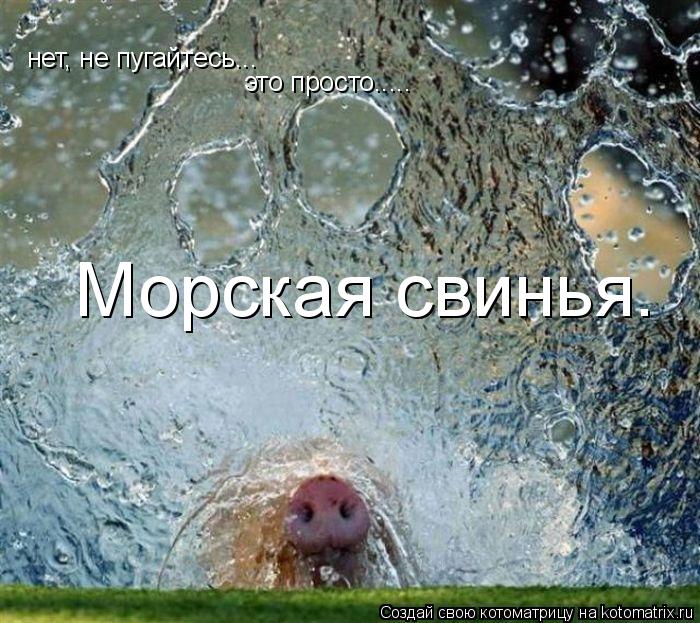 Морская свинья. нет, не пугайтесь... это просто........ Котоматрица: Морская свинья. нет, не пугайтесь... это просто.....