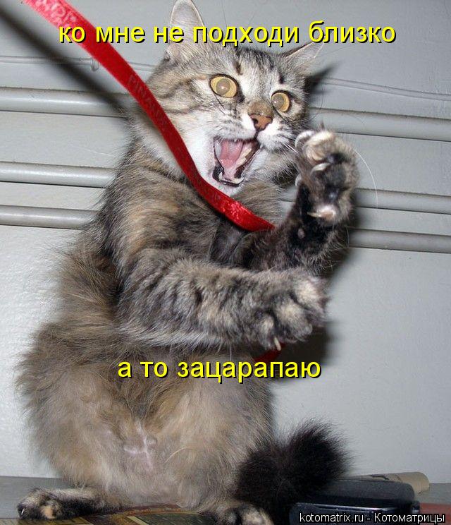 ко мне не подходи близко а то зацарапаю... Котоматрица: ко мне не подходи близко а то зацарапаю