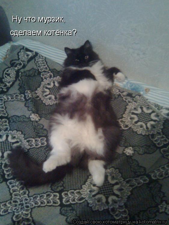 Ну что мурзик, сделаем котёнка?... Котоматрица: Ну что мурзик, сделаем котёнка?