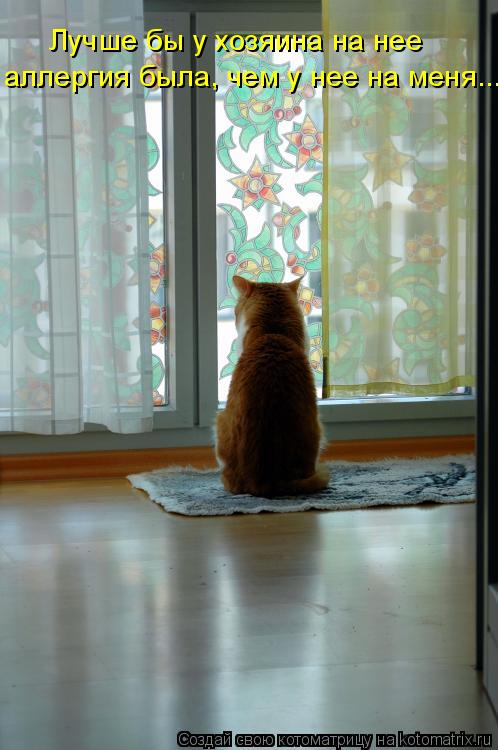 Котоматрица: Лучше бы у хозяина на нее   аллергия была, чем у нее на меня...