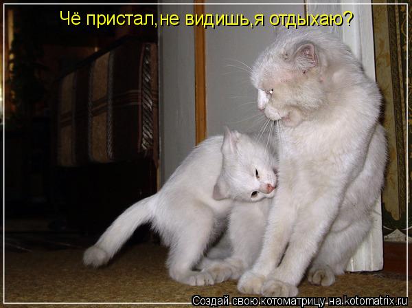 Чё пристал,не видишь,я отдыхаю?... Котоматрица: Чё пристал,не видишь,я отдыхаю?