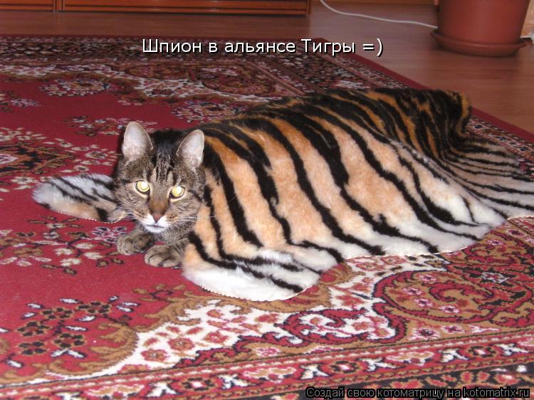 Шпион в альянсе Тигры =)... Котоматрица: Шпион в альянсе Тигры =)