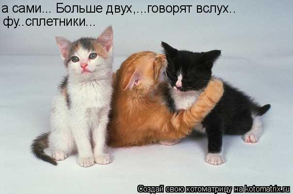 а сами... Больше двух,...говорят вслух.. фу..сплетники...... Котоматрица: а сами... Больше двух,...говорят вслух.. фу..сплетники...