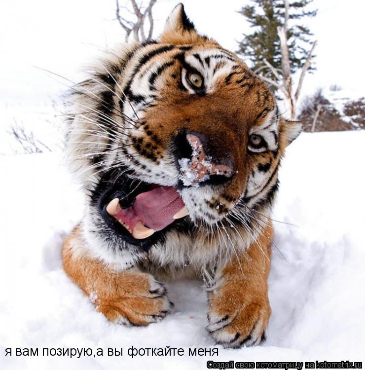 я вам позирую,а вы фоткайте меня... Котоматрица: я вам позирую,а вы фоткайте меня