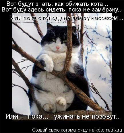 Вот будут знать, как обижать кота... Вот буду здесь сидеть, пока не замёрзну... Или пока с голоду не ... Котоматрица: Вот будут знать, как обижать кота... Вот буду здесь сидеть, пока не замёрзну... Или пока с голоду не помру насовсем... Или... пока.... ужинать не п