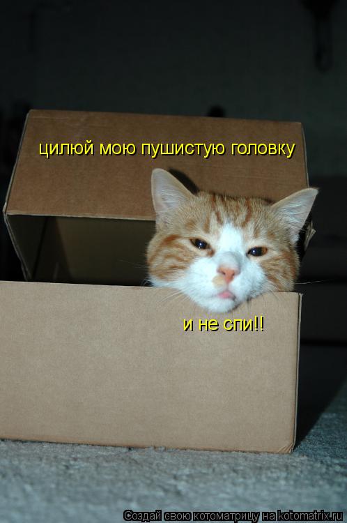 цилюй мою пушистую головку и не спи!!... Котоматрица: цилюй мою пушистую головку и не спи!!