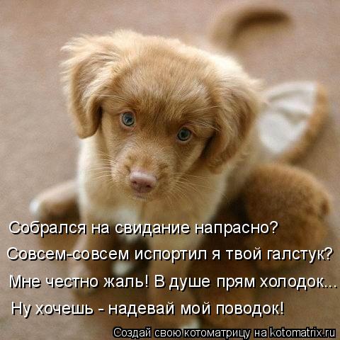 Собрался на свидание напрасно? Совсем-совсем испортил я твой галстук? Мне честно жаль! В душе прям хо... Котоматрица: Собрался на свидание напрасно? Совсем-совсем испортил я твой галстук? Мне честно жаль! В душе прям холодок... Ну хочешь - надевай мой поводок!