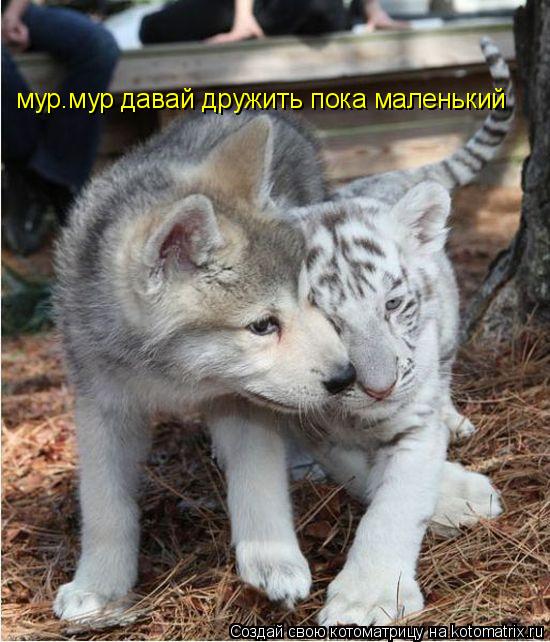 мур.мур давай дружить пока маленький... Котоматрица: мур.мур давай дружить пока маленький