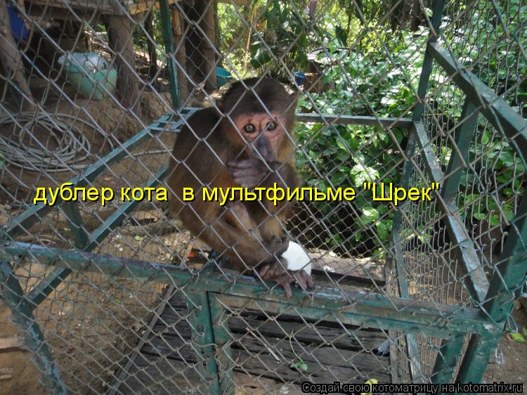 дублер кота в мультфильме "Шрек"... Котоматрица: дублер кота в мультфильме "Шрек"